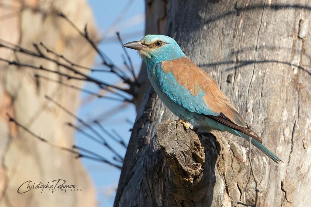 L'Oiseau Bleu Suite Merle Bleu Roubia 외부 사진